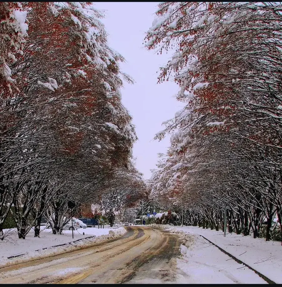 Strada di campagna tra alberi carichi di neve